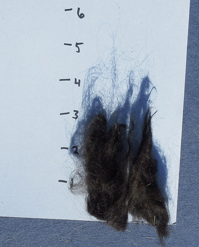 A lock of black Navajo-Churro Wool Fleece
