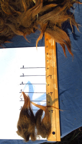A deep brown Navajo-Churro Fleece. with a few white highlights from Ms. Terra. Staple length is 4-6 inches. Well skirted with very minimal soil or vegetable matter.
