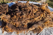 Navajo Churro Wool Brown Color Raw Fleece