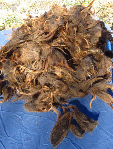 A deep brown Navajo-Churro Fleece. with a few white highlights from Ms. Terra. Staple length is 4-6 inches. Well skirted with very minimal soil or vegetable matter.