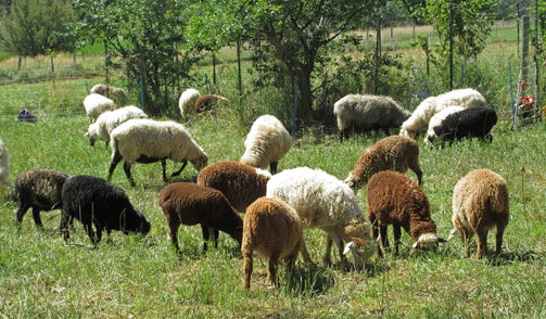 Navajo Churro Sheep at Arriola Sunshine Farm