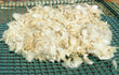 Navajo Churro Raw Fleece White