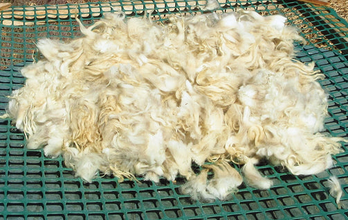 Navajo Churro Raw Fleece White