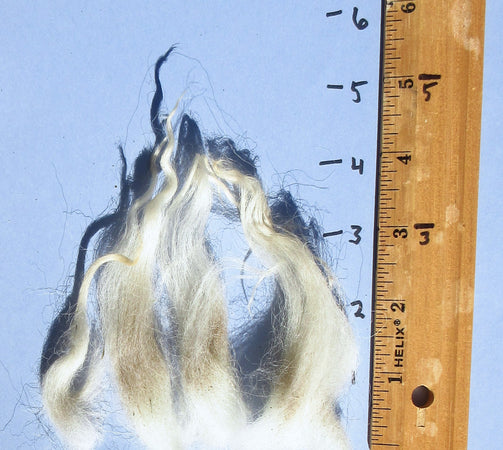 Navajo Churro Raw Fleece Locks White