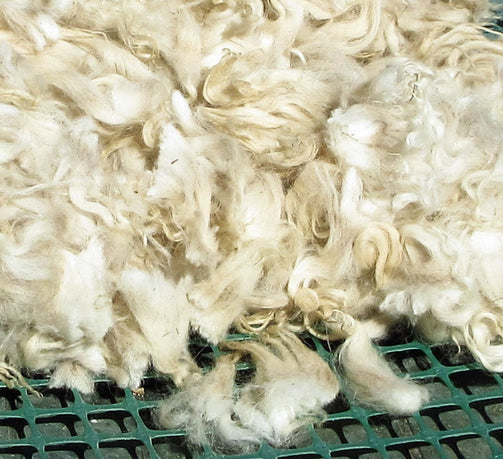 Close up Navajo Churro Raw Fleece White Hogget