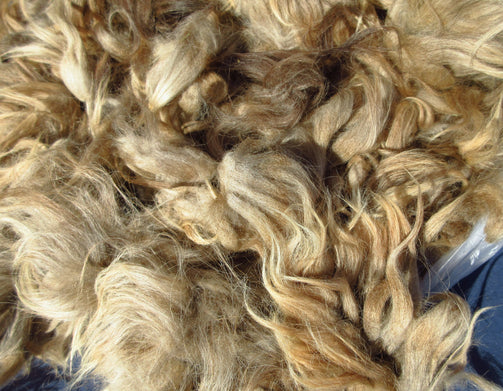 Navajo Churro Raw Wool Fleece from Brownie. Off white, light brown and brown.