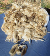Navajo Churro Raw Wool Fleece from Brownie. Off white, light brown and brown fibers.