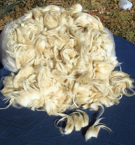 Navajo-Churro Fleece White