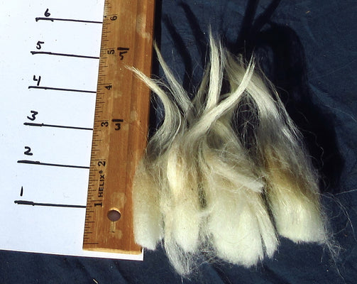 Locks from a white Navajo-Churro Raw Wool Fleece