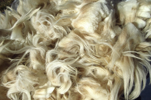 Close up of white Navajo-Churro Wool Fleece