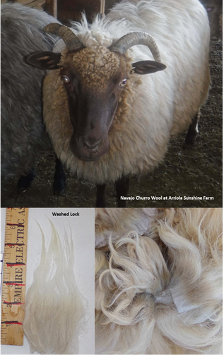 Navajo-Churro Wool - Noted for the variety of colors, the fleece is double coated with 2/3 being a finer inner coat and 1/3 a coarser outer coat. A small amount of kemp fiber is common. An ideal fleece is lustrous, open and should not have defined crimp.