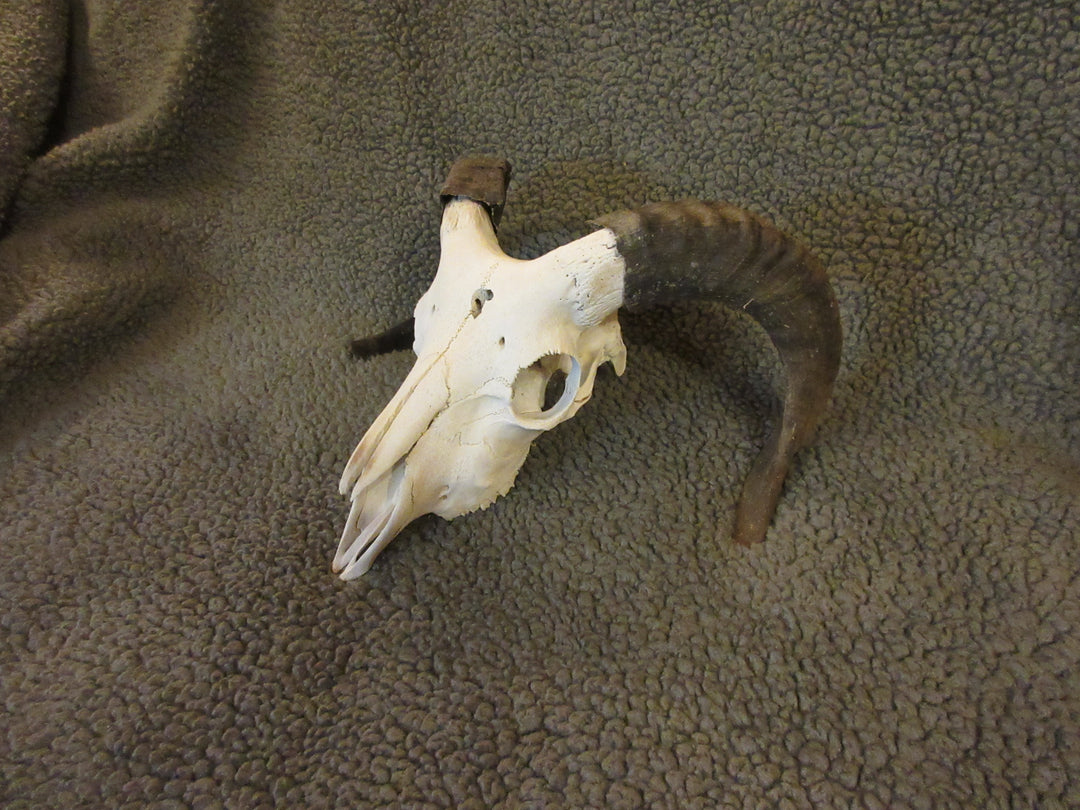 Navajo-Churro Sheep Skulls