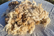 Navajo-Churro Wool Fleece - White Tan