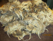 Brown and off white Navajo-Churro raw fleece. 