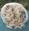 Navajo-Churro Wool Raw Fleece - Off-White Color
