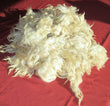 Navajo-Churro Raw Fleece - Small White Hogget Fleece