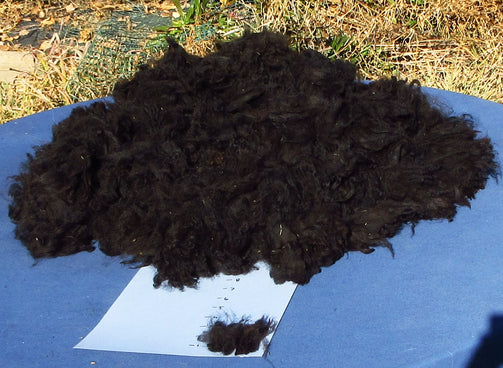 A black colored Navajo-Churro Raw Wool Fleece Hogget.