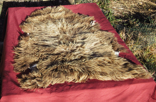 Brown Navajo-Churro Sheepskin Pelt with blond highlights