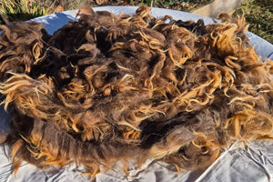 Navajo Churro Wool Brown Color Raw Fleece