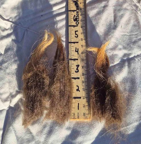 Brown Navajo Churro Wool Locks Close Up