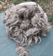 Navajo-Churro Wool Raw Fleece - Gray