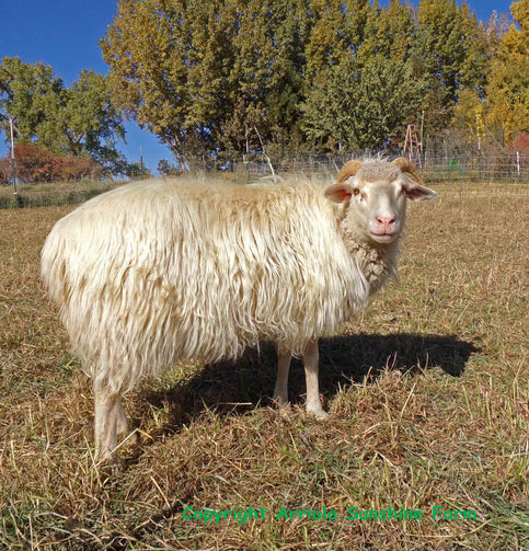 We have been breeding our sheep since 2004. Our entire flock is registered with Navajo-Churro Sheep Association. Our sheep and wool have one numerous awards. We work hard to conserve rare genetics and breed for a variety of lustrous colors. 