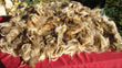 Navajo-Churro Brown Wool Fleece has staple length 3 inches.