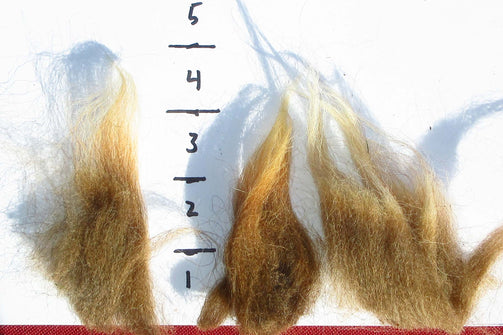Locks of Navajo-Churro Brown Wool Fleece