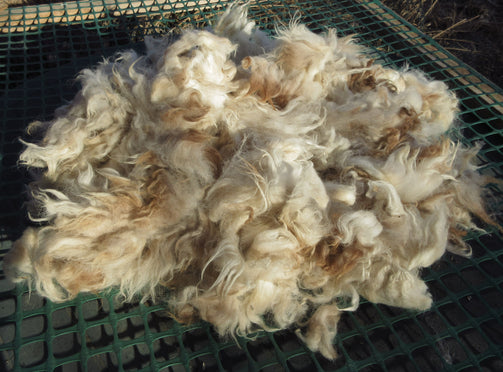 Navajo Churro Raw Fleece White Tan