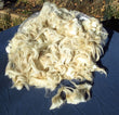 A Navajo Churro Raw Wool Fleece - White color. 
