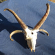 Navajo-Churro Four Horn Ram Skull