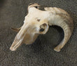 Navajo-Churro Ram Skull with Horns