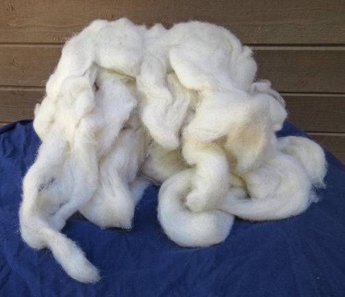 Navajo-Churro Wool - Roving, White with scattered brown fibers.
